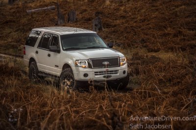 Aspen in the ferns-1.jpg