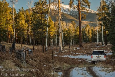 Aspen in the ferns San Fran peaks in back ground-1.jpg