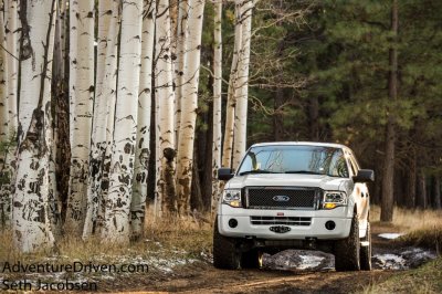 Aspen in Aspens mudhole-1.jpg