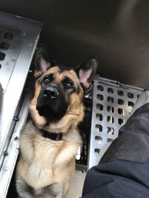 pup in the truck.jpg pup in the truck.jpg
