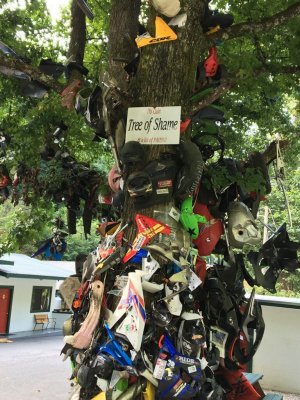 Tree of shame.jpg