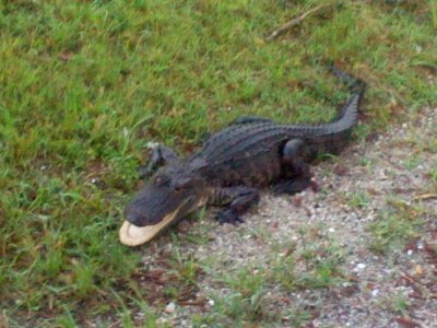 gator.jpg