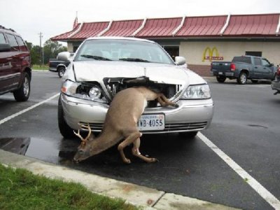 whitetail_deer_in_grill_of_car.jpg