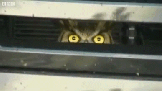 ku-medium.gif