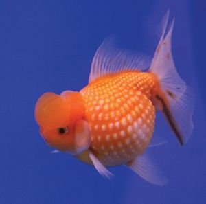 Goldfish-behaviour-water-temperature.jpg