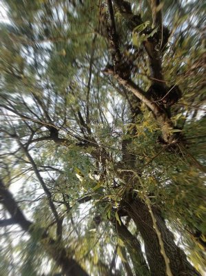 looking_up_willow.jpg