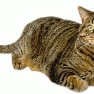 HarveyCat