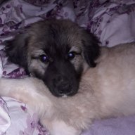 FOSTERMD
