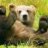 rollingbear